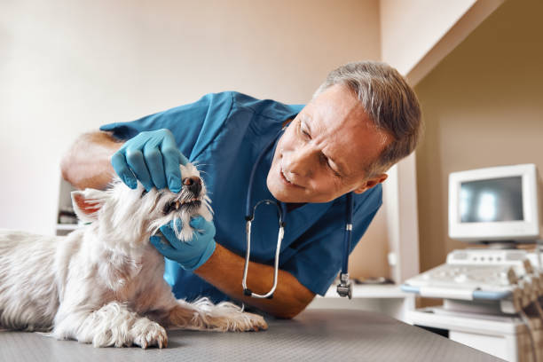 Best Emergency Root Canal Treatment in Towanda, KS